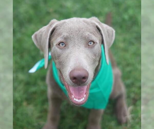 Medium Photo #1 Labrador Retriever-Unknown Mix Puppy For Sale in San Antonio, TX, USA
