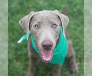 Labrador Retriever-Unknown Mix Dogs for adoption in San Antonio, TX, USA
