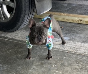 French Bulldog Puppy for sale in CLEWISTON, FL, USA