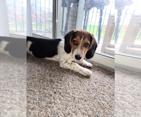 Medium Photo #2 Beagle Puppy For Sale in BEAVER CREEK, OH, USA