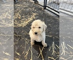 Small Photo #3 Poodle (Standard) Puppy For Sale in CUB RUN, KY, USA
