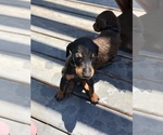 Small Photo #3 Doberman Pinscher Puppy For Sale in MIDLAND, GA, USA