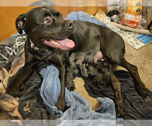 Medium Photo #1 Cane Corso-Rottweiler Mix Puppy For Sale in ROSEBURG, OR, USA