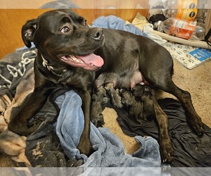 Mother of the Cane Corso-Rottweiler Mix puppies born on 06/23/2025