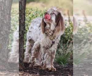 Rosemary - Female Cocker Spaniel Dog for Adoption - Photo #3