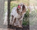 Small Photo #3 Cocker Spaniel Puppy For Sale in Greenville, SC, USA