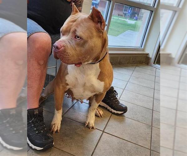 Medium Photo #1 American Staffordshire Terrier Puppy For Sale in San Antonio, TX, USA