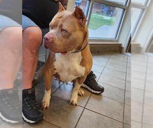 American Staffordshire Terrier Dogs for adoption in San Antonio, TX, USA