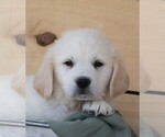 Small Photo #8 Golden Retriever Puppy For Sale in SYRACUSE, IN, USA