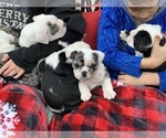 Small Photo #11 English Bulldog Puppy For Sale in PEACHLAND, NC, USA