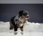 Small Photo #5 Aussiedoodle Puppy For Sale in PORTAGE, MI, USA