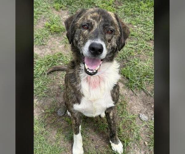 Medium Photo #1 Mutt Puppy For Sale in Conroe, TX, USA