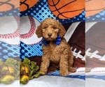 Small Photo #5 Miniature Labradoodle Puppy For Sale in KIRKWOOD, PA, USA