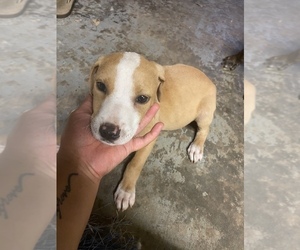 American Pit Bull Terrier Puppy for sale in STONE MOUNTAIN, GA, USA
