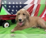 Small Photo #28 English Cream Golden Retriever-Poodle (Standard) Mix Puppy For Sale in DEARBORN, MO, USA