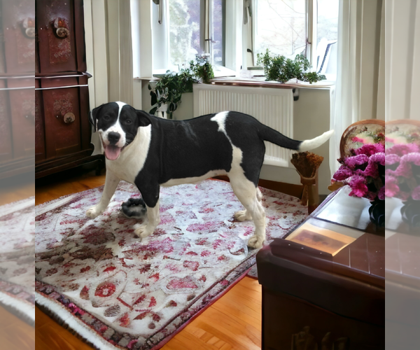 Medium Photo #1 American Staffordshire Terrier-Great Dane Mix Puppy For Sale in Orange Grove, TX, USA