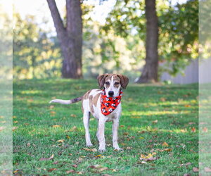 Hound Mix Pups Boys - Male Plott Hound-Unknown Mix Dog for Adoption - Photo #11
