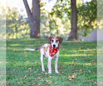 Small Photo #11 Plott Hound-Unknown Mix Puppy For Sale in Unionville, PA, USA