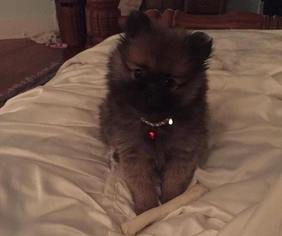 Pomeranian Puppy for sale in TYLER, TX, USA
