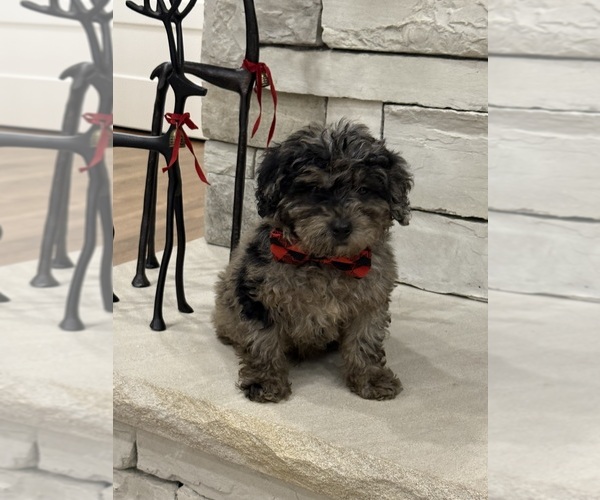 Medium Photo #3 Poodle (Miniature) Puppy For Sale in CENTRALIA, IL, USA
