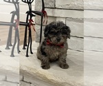 Small #2 Poodle (Miniature)