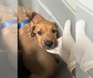 Mutt Dogs for adoption in Bakersfield, CA, USA