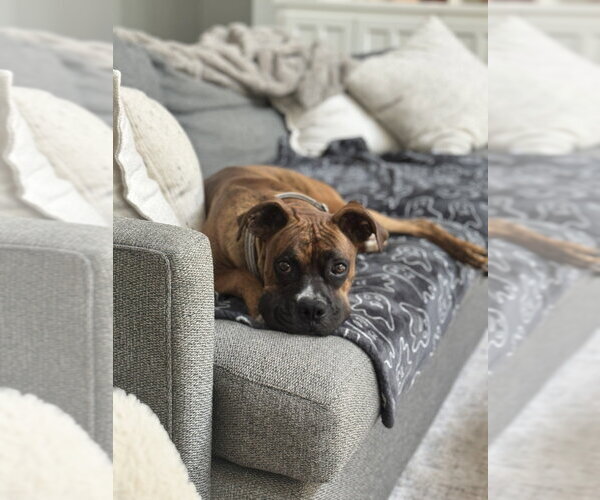 Medium Photo #3 Boxer Puppy For Sale in Austin, TX, USA