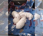 Small Photo #21 Bichon Frise Puppy For Sale in ORLANDO, FL, USA