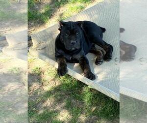 Cane Corso Puppy for sale in CAMBY, IN, USA