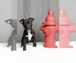 Small #5 Labrador Retriever Mix