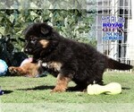 Small Photo #7 German Shepherd Dog Puppy For Sale in MURRIETA, CA, USA