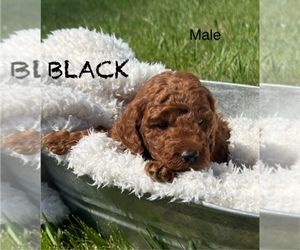 Goldendoodle (Miniature) Puppy for sale in HULL, IA, USA