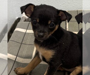 Chihuahua Dogs for adoption in Chico, CA, USA