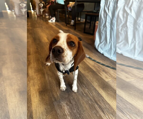 Medium Photo #1 Beagle Puppy For Sale in Oakhurst, NJ, USA