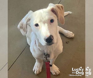 Basset Hound-Unknown Mix Dogs for adoption in Washington, DC, USA