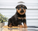 Small #1 Rottweiler