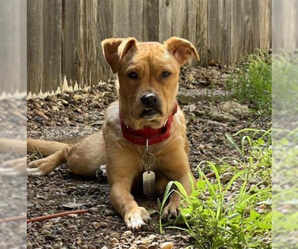Medium Photo #1 Labrador Retriever-Unknown Mix Puppy For Sale in San Antonio, TX, USA