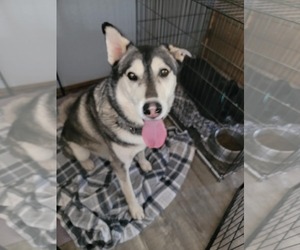 Siberian Husky-Unknown Mix Dogs for adoption in Cedar Crest, NM, USA