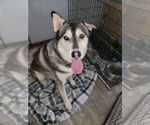 Small #8 Siberian Husky Mix