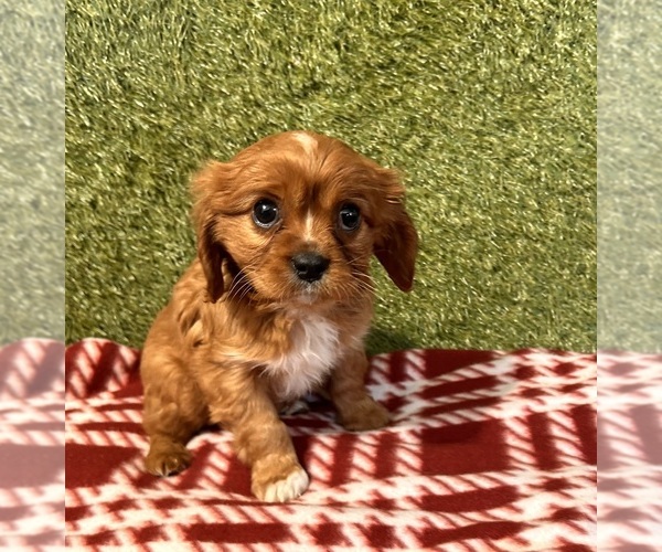 Medium Photo #2 Cavalier King Charles Spaniel Puppy For Sale in MIDDLEBURY, IN, USA