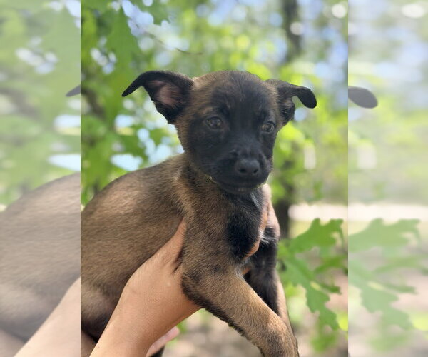 Medium Photo #3 Mutt Puppy For Sale in Imlay City, MI, USA
