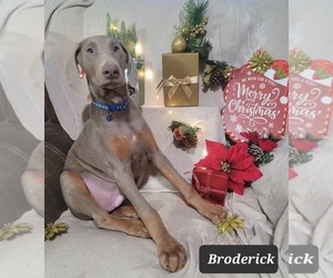 Doberman Pinscher Puppy for sale in POMEROY, OH, USA