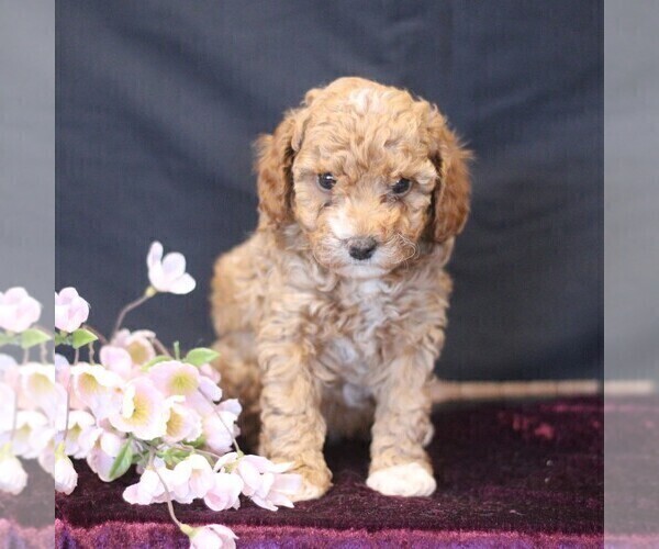Medium Photo #4 Cavapoo (Miniature) Puppy For Sale in MILLERSTOWN, PA, USA