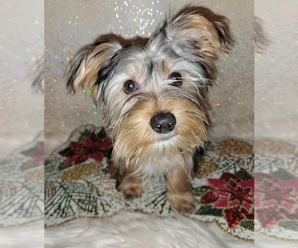 Medium Photo #11 Yorkshire Terrier Puppy For Sale in HUDDLESTON, VA, USA