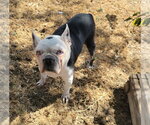 Dorothy - Female Boston Terrier Dog for Adoption - Small photo
