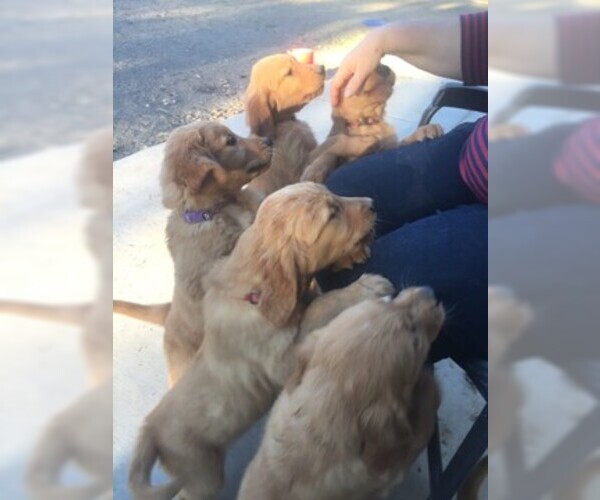 Medium Photo #1 Golden Retriever Puppy For Sale in PAHRUMP, NV, USA