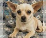 Small #2 Chihuahua Mix