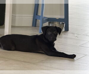 Catahoula Leopard Dog-Unknown Mix Dogs for adoption in Sanford, FL, USA