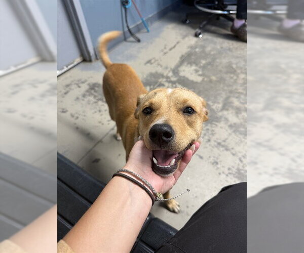 Medium Photo #1 Mutt Puppy For Sale in Tallahassee, FL, USA