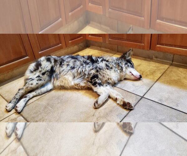 Medium Photo #4 Australian Shepherd-Unknown Mix Puppy For Sale in Paso Robles, CA, USA